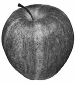 Яблоня и груша. Технология выращивания. А Б Панкратова. Иллюстрация 3