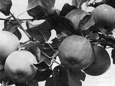 Яблоня и груша. Технология выращивания. А Б Панкратова. Иллюстрация 5