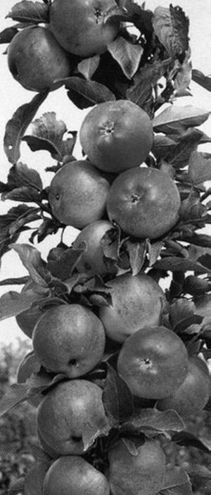 Яблоня и груша. Технология выращивания. А Б Панкратова. Иллюстрация 6