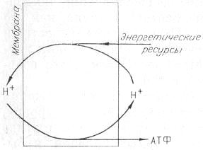 Энергия и жизнь. Николай Савельевич Печуркин. Иллюстрация 9