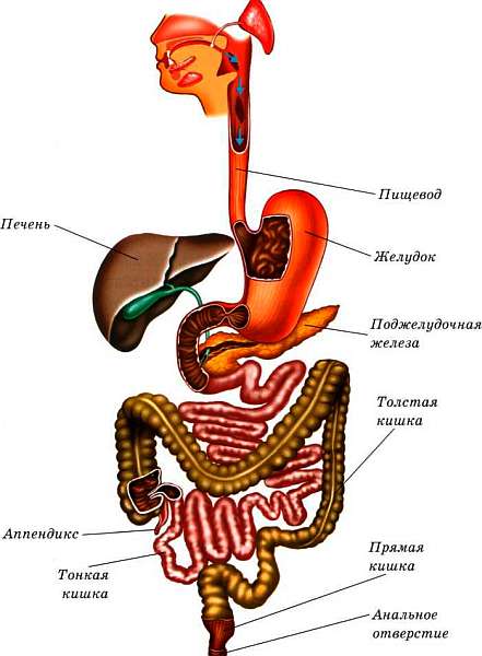 Строение пищевода и желудка. Пищеварительная система желудок анатомия. Пищеварительная система анатомия пищевод. Анатомия строения пищевода и желудка.