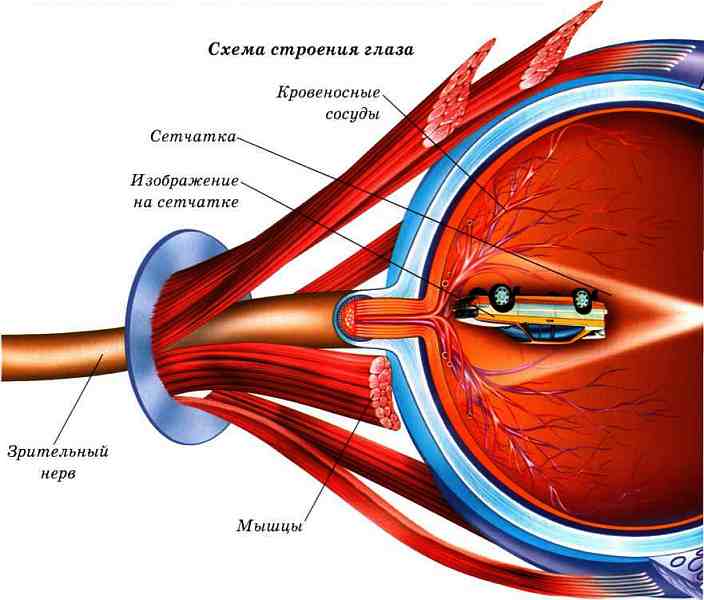 Кровообращение зрения. Анатомия сосудов глазного яблока. Строение сосудов сетчатки глаза. Глаз анатомия сетчатка кровоснабжение. Строение сосудов сетчатки.
