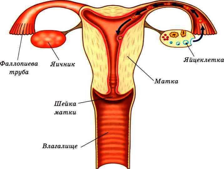 Женская половая труба. Яичник маточная труба и матка. Яичники и фаллопиевы трубы. Маточные трубы и яичники анатомия.