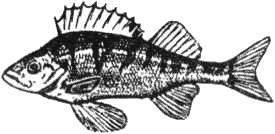 Уха с расстегаями: Рыбные блюда из своего улова. Секреты удачной рыбалки.   . Иллюстрация 17