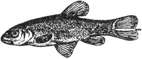 Уха с расстегаями: Рыбные блюда из своего улова. Секреты удачной рыбалки.   . Иллюстрация 24