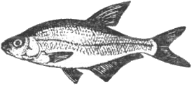 Уха с расстегаями: Рыбные блюда из своего улова. Секреты удачной рыбалки.   . Иллюстрация 27