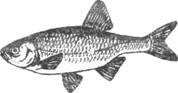 Уха с расстегаями: Рыбные блюда из своего улова. Секреты удачной рыбалки.   . Иллюстрация 31