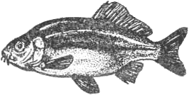Уха с расстегаями: Рыбные блюда из своего улова. Секреты удачной рыбалки.   . Иллюстрация 35