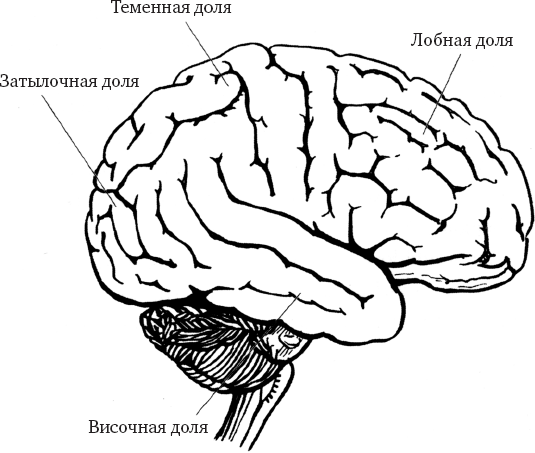 Атлетичный мозг. Амит  Кетвала. Иллюстрация 3