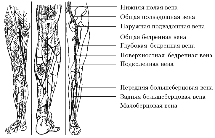 Внутренняя поверхность вены. Сосуды и вены нижних конечностей анатомия. Система вен нижних конечностей схема. Вены нижних конечностей анатомия схема. Отток венозной крови от нижней конечности схема.