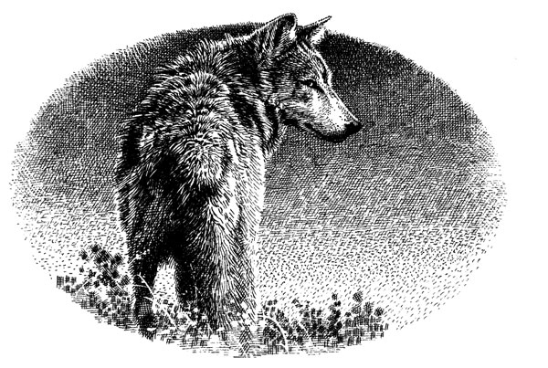 Авраменко волк читать. Пейвер сердце волка. Хант д. "Лирей сердце волка".