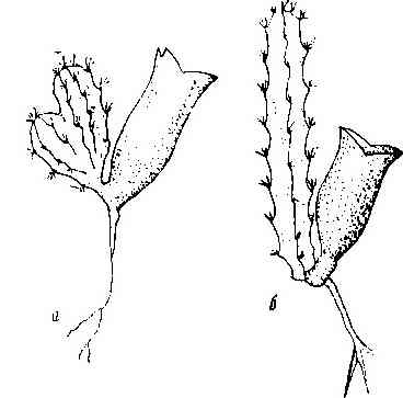 В мире кактусов. Роза Алексеевна Удалова. Иллюстрация 10