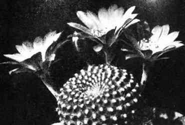 В мире кактусов. Роза Алексеевна Удалова. Иллюстрация 29
