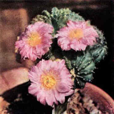 В мире кактусов. Роза Алексеевна Удалова. Иллюстрация 45
