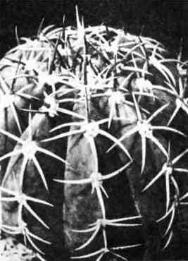 В мире кактусов. Роза Алексеевна Удалова. Иллюстрация 48