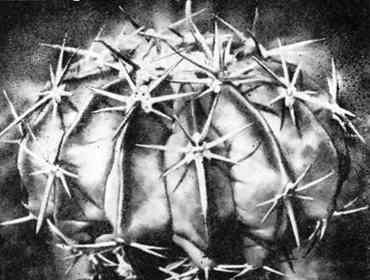 В мире кактусов. Роза Алексеевна Удалова. Иллюстрация 51