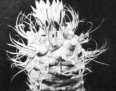 В мире кактусов. Роза Алексеевна Удалова. Иллюстрация 60