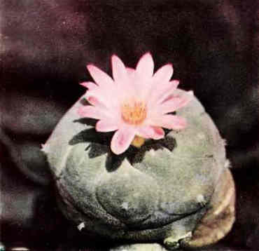 В мире кактусов. Роза Алексеевна Удалова. Иллюстрация 65