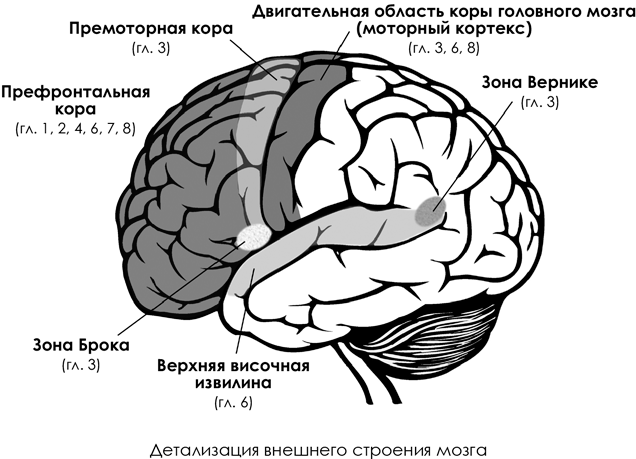 Двигательная область мозга
