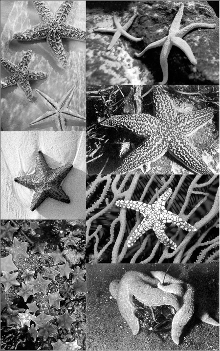 Половое размножение морской звезды. Иглокожие морские звезды размножение. Морская звезда размножается. Морская звезда фото. Как размножаются морские звезды.