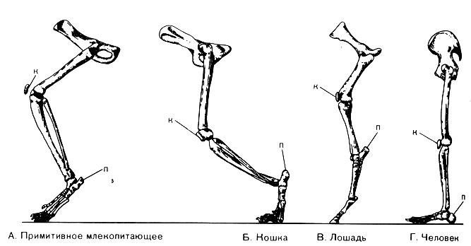 Скелет передних конечностей у млекопитающих. Строение задних конечностей млекопитающих. Строение передних конечностей млекопитающих. Скелет конечностей животных. Задние конечности животных.