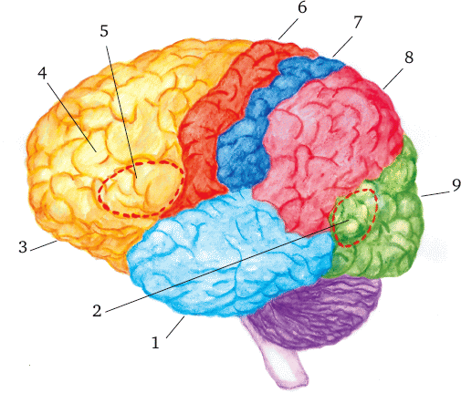 Ассоциативные доли мозга. Зоны коры полушарий головного мозга. Сенсорные зоны больших полушарий. Функциональные зоны коры головного мозга. Зоны полушарий большого мозга.