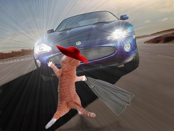 Кот в красной шляпе. Саша  Суздаль. Иллюстрация 5