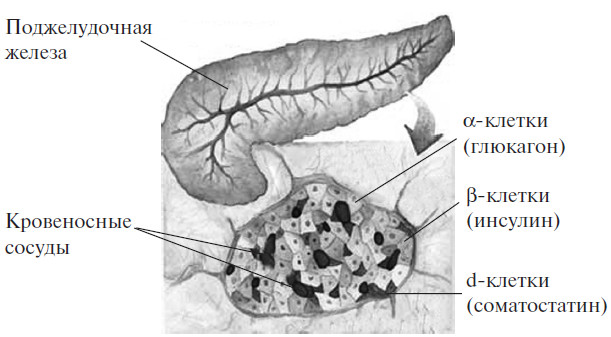 Соматотропин поджелудочной железы. Клетки поджелудочной железы вырабатывающие инсулин. Поджелудочная железа бета клетки инсулин. Поджелудочная железа инсулин и глюкагон. Клетки островков поджелудочной железы.