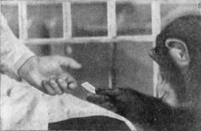 Иван Петрович Павлов (1849 —1936 гг.). Эзрас Асратович Асратян. Иллюстрация 73