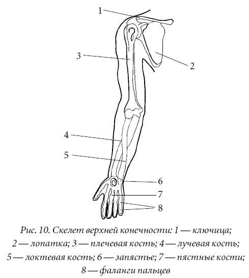 Скелет верхней конечности рисунки