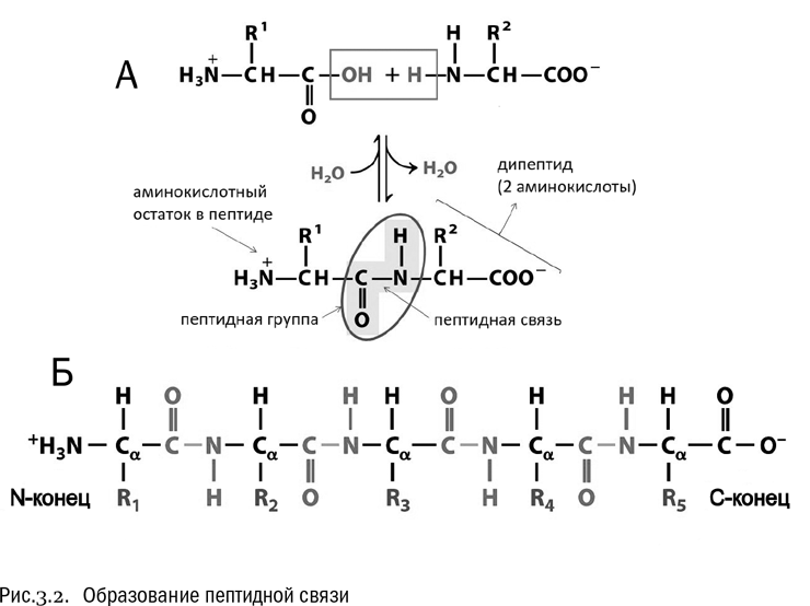 Пептидная группа атомов. Полипептид образованный Альфа аминокислотами. Строение пептидной группировки. Группа атомов пептидной связи.
