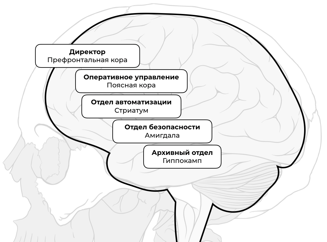 Решение brain. Префронтальные отделы головного мозга. Префронтальный отдел коры головного мозга.