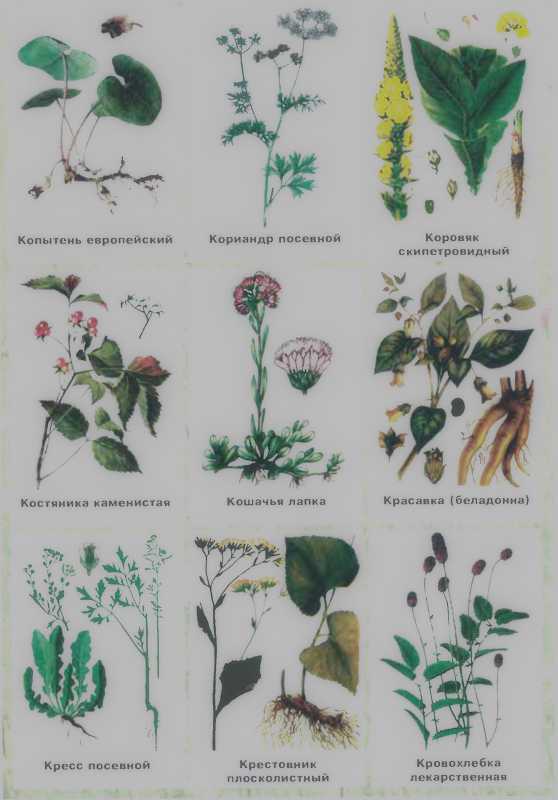 Золотая книга лекарственных растений. Николай Иванович Мазнев. Иллюстрация 39
