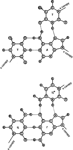 Самая главная молекула: От структуры ДНК к биомедицине XXI века. Максим  Франк-Каменецкий. Иллюстрация 73