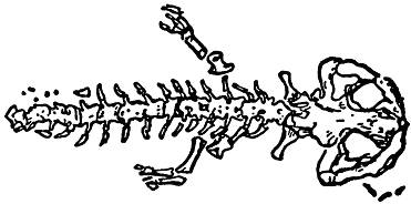 Війна з саламандрами. Карел  Чапек. Иллюстрация 2