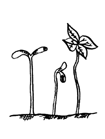 Вандербикеры и таинственный сад. Карина Ян Глейзер. Иллюстрация 22
