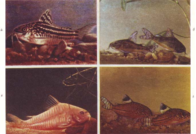 Аквариумное рыбоводство. Михаил Николаевич Ильин. Иллюстрация 144