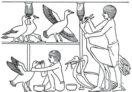 Ветеринары в древнем Египте. Одомашнивание птиц. Древнеегипетские люди птицы. Ветеринария в древности.