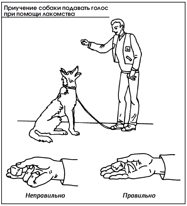 Методика подготовки собак. Как научить собаку командам щенка. Методы дрессировки собак. Дрессировка собак команды. Научить собаку команде лежать.