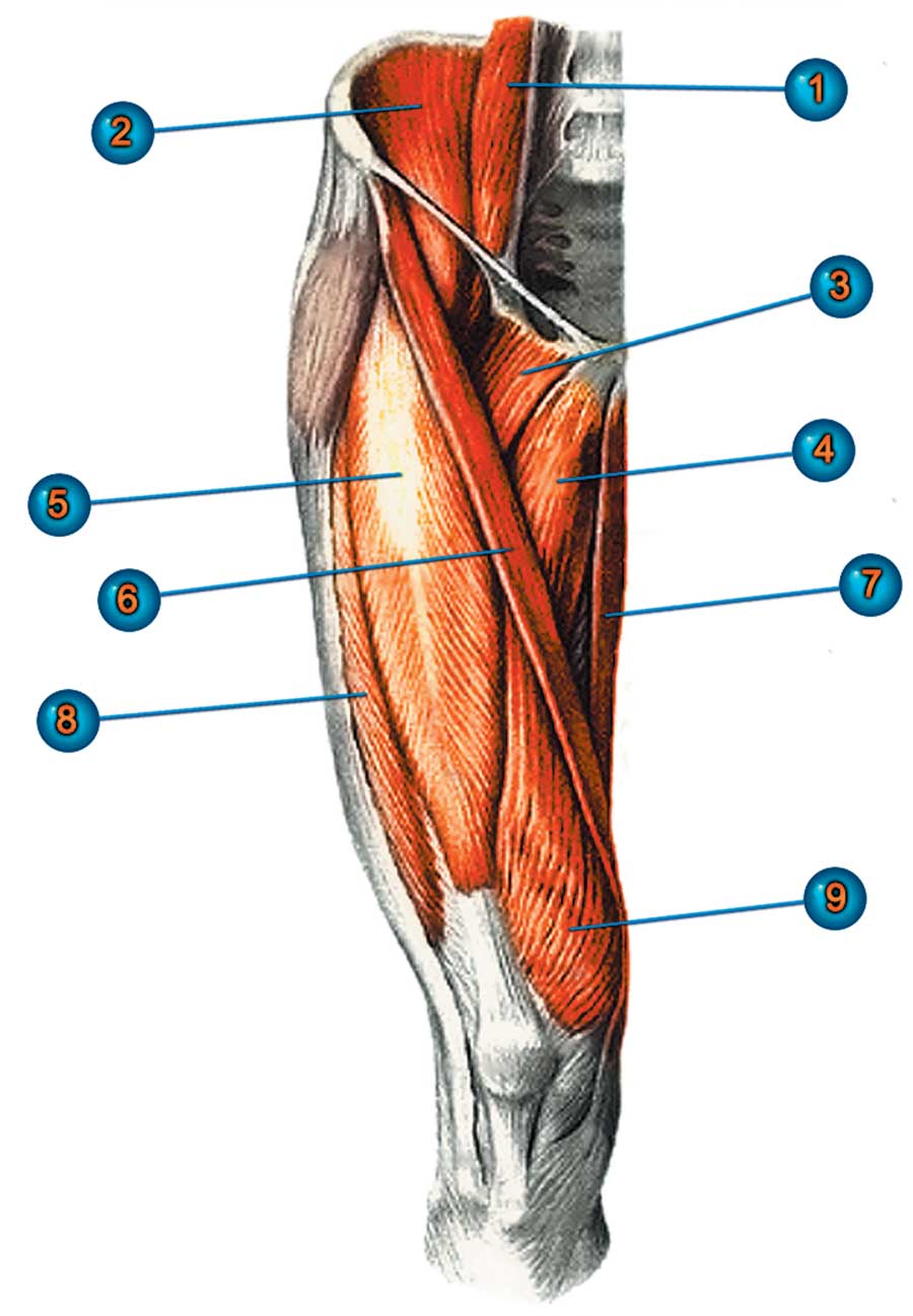 Прямая мышца где. Мышца квадрицепс бедра анатомия. Четырехглавая мышца бедра анатомия. Мышцы бедра передняя задняя медиальная группа. Сухожилие четырехглавой мышцы бедра анатомия.