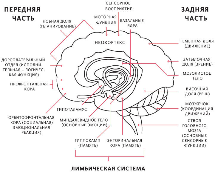 Лимбическая структура мозга. Лимбическая система головного мозга строение. Строение лимбической системы головного мозга схема.