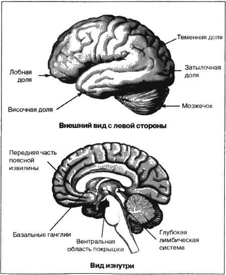 Великолепный мозг в любом возрасте. Дэниел Грегори Амен. Иллюстрация 14