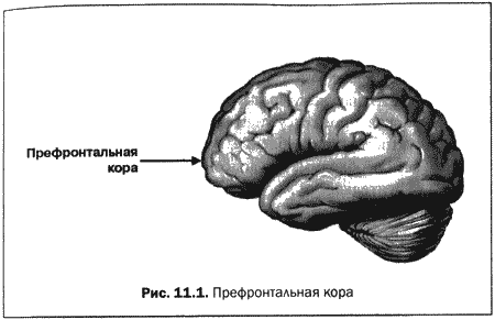 Великолепный мозг в любом возрасте. Дэниел Грегори Амен. Иллюстрация 21