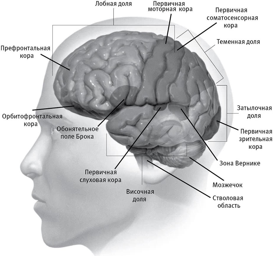 Зоны мозга лобная. Префронтальные отделы головного мозга.