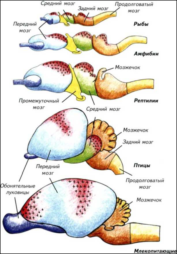 Развитие мозжечка у рыб. Эволюция головного мозга позвоночных схема. Схема развития головного мозга позвоночных животных. Строение головного мозга позвоночных животных таблица. Строение головного мозга хордовых животных.