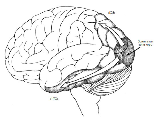 Чувства: Нейробиология сенсорного восприятия. Роб  Десалл. Иллюстрация 37