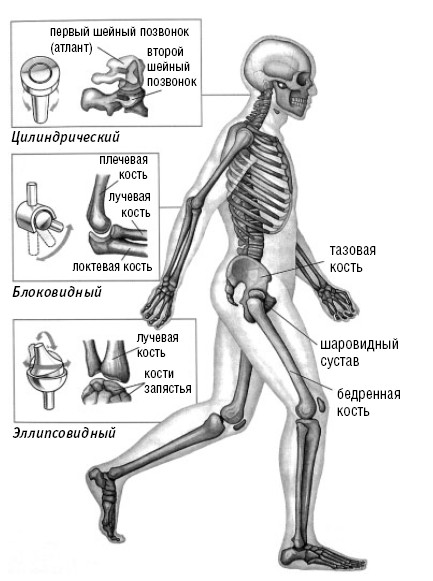 Названия суставов человека. Суставы человека таблица. Название суставов человека. Опорно двигательный аппарат. Суставы скелета человека.