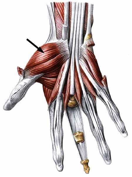 Атлас мышц человека.   . Иллюстрация 43