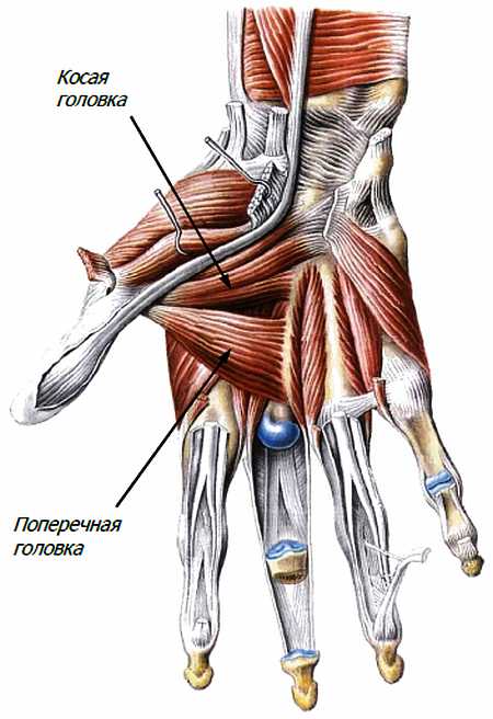 Атлас мышц человека.   . Иллюстрация 47