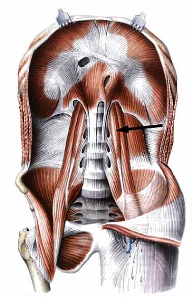 Атлас мышц человека.   . Иллюстрация 65